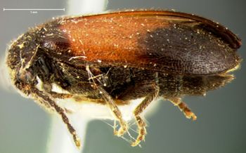 Media type: image;   Entomology 2350 Aspect: habitus lateral view